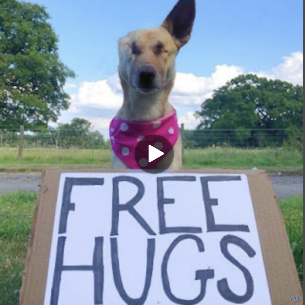 “Unleashing Joy: The Incredible Journey of Maggie, the Canine Survivor Turned Therapy Dog”