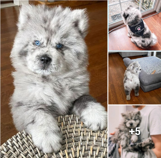 “Meet Oreo Cloud: The Cutest Pooch with a Sweet McFlurry-Like Fluff”