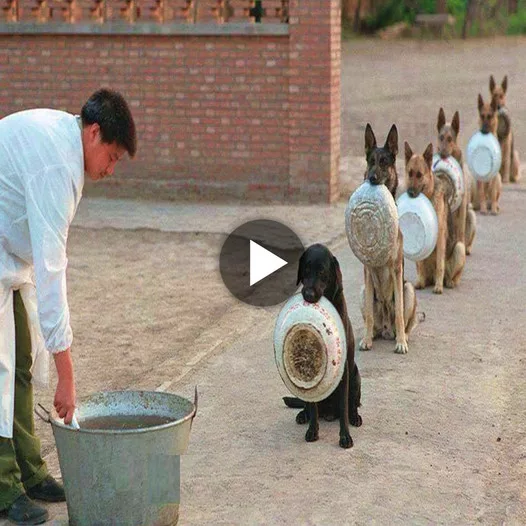 Pawsitively Polite Pups: Adorable Dogs Line Up to Share their Meals