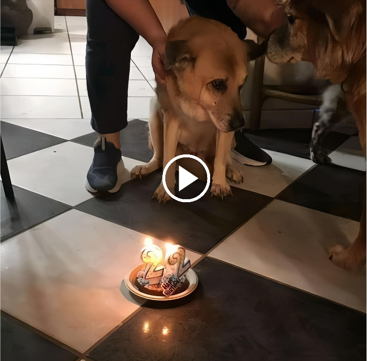 “A Heartwarming Celebration: Owner Throws 22nd Birthday Bash for Aging Canine Companion”