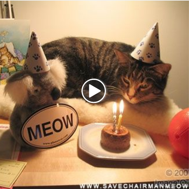 “Celebrating Kissa the Cat’s Birthday with Feline Fun and Festivities”